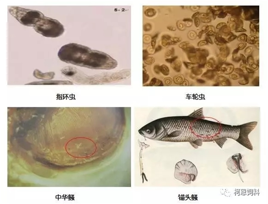 鳃部是否有中华鳋;鳃部镜检是否有车轮虫,指环虫等,及时杀灭虫体